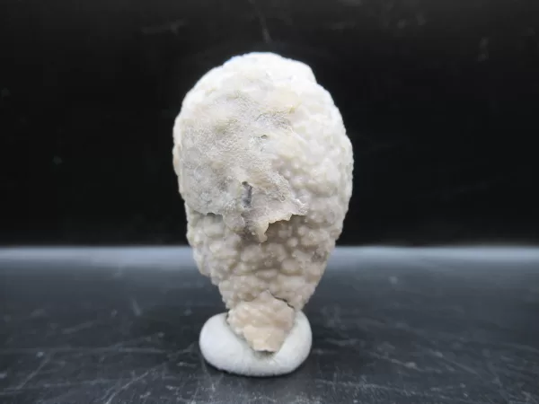 Genuine Silurian Age Holocystites Cystoid from Indiana for Sale #13a