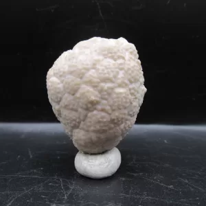 Genuine Silurian Age Holocystites Cystoid from Indiana for Sale #15