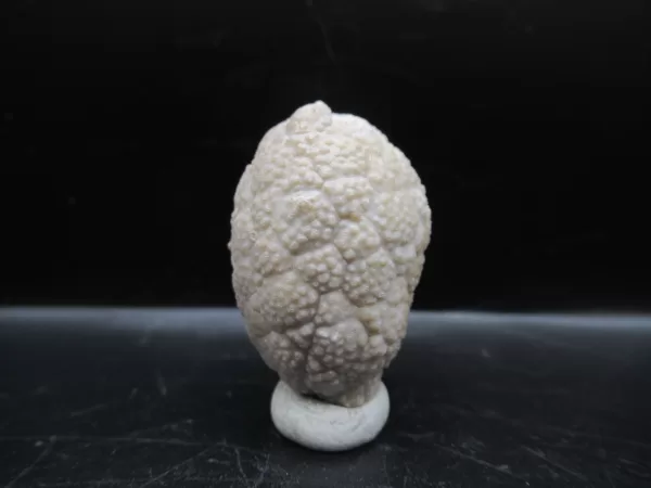 Genuine Silurian Age Holocystites Cystoid from Indiana for Sale #15a