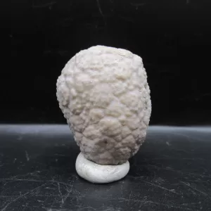 Genuine Silurian Age Holocystites Cystoid from Indiana for Sale #16