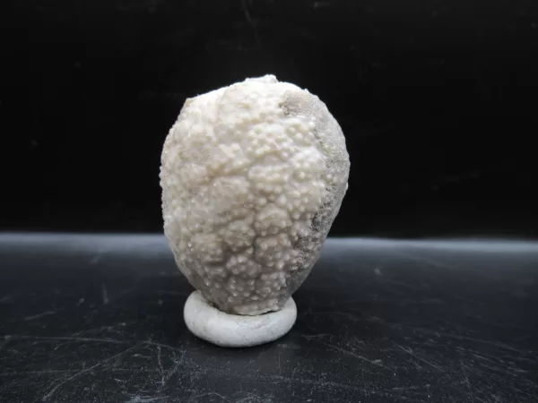 Genuine Silurian Age Holocystites Cystoid from Indiana for Sale #17a