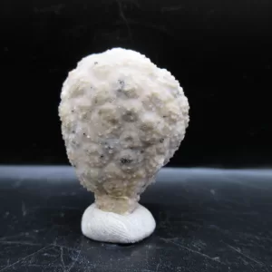 Genuine Silurian Age Holocystites Cystoid from Indiana for Sale #18