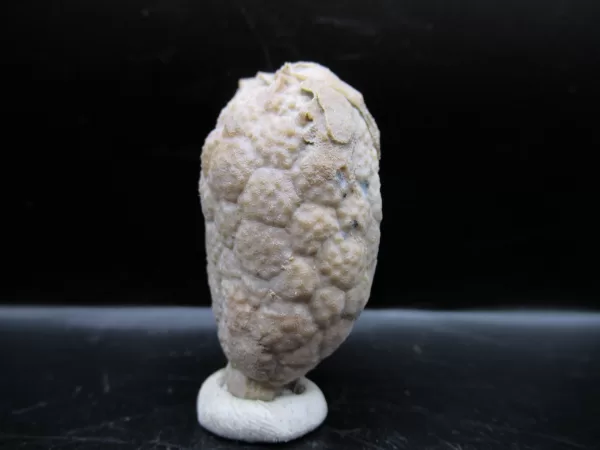 Genuine Silurian Age Holocystites Cystoid from Indiana for Sale #19a