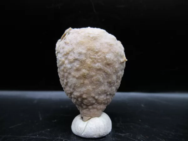 Genuine Silurian Age Holocystites Cystoid from Indiana for Sale #20