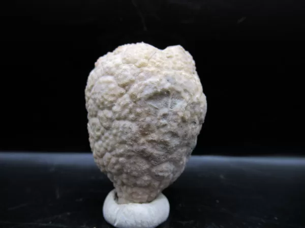 Genuine Silurian Age Holocystites Cystoid from Indiana for Sale #21