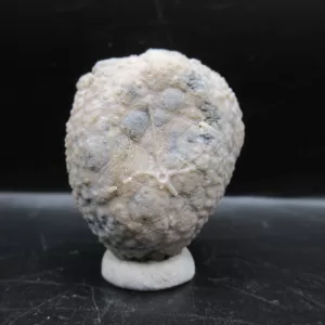 Genuine Silurian Age Holocystites Cystoid from Indiana for Sale #23