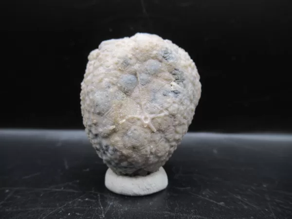 Genuine Silurian Age Holocystites Cystoid from Indiana for Sale #23