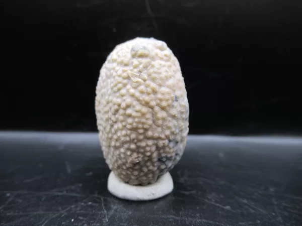 Genuine Silurian Age Holocystites Cystoid from Indiana for Sale #23a