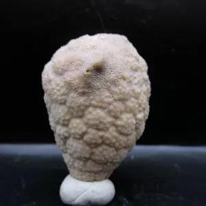 Genuine Silurian Age Holocystites Cystoid from Indiana for Sale #26