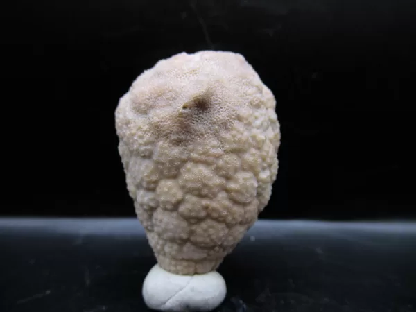 Genuine Silurian Age Holocystites Cystoid from Indiana for Sale #26