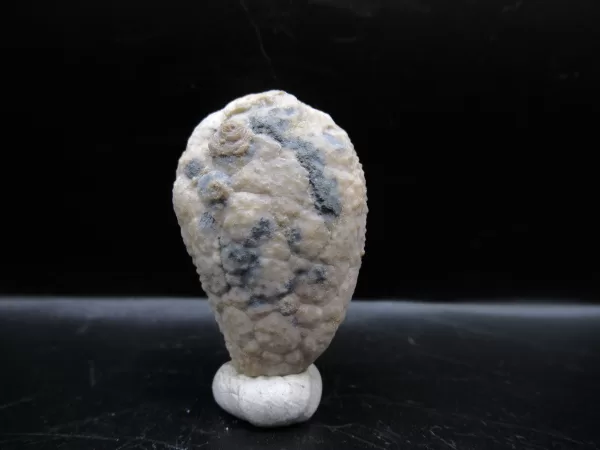 Genuine Silurian Age Holocystites Cystoid from Indiana for Sale #32a