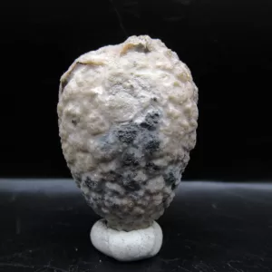 Genuine Silurian Age Holocystites Cystoid from Indiana for Sale #34