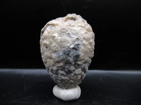 Genuine Silurian Age Holocystites Cystoid from Indiana for Sale #34