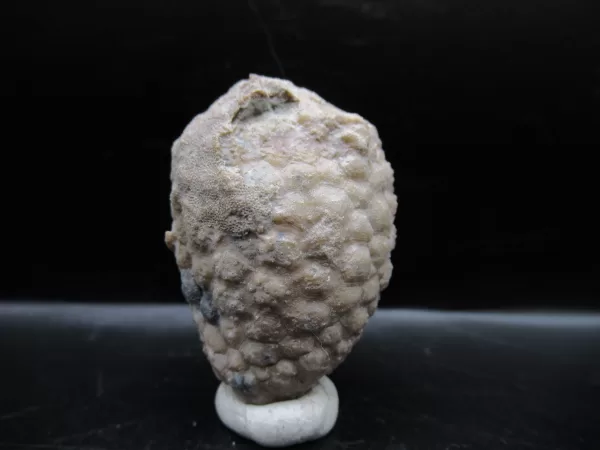 Genuine Silurian Age Holocystites Cystoid from Indiana for Sale #34a