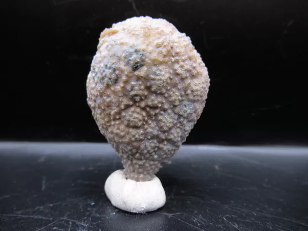 Genuine Silurian Age Holocystites Cystoid from Indiana for Sale #35