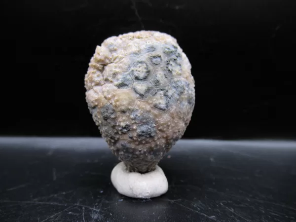 Genuine Silurian Age Holocystites Cystoid from Indiana for Sale #35a