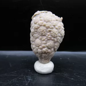 Genuine Silurian Age Holocystites Cystoid from Indiana for Sale #38