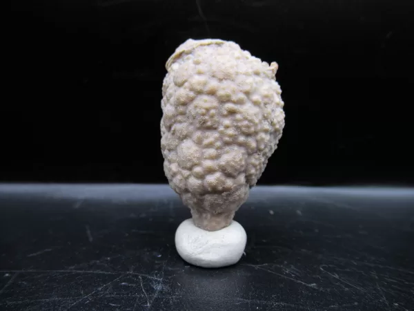 Genuine Silurian Age Holocystites Cystoid from Indiana for Sale #38