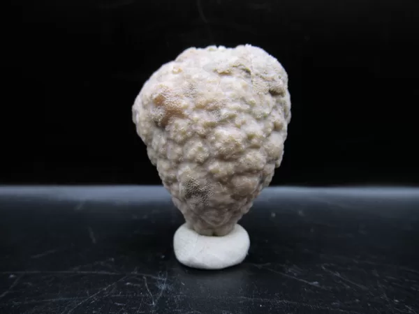 Genuine Silurian Age Holocystites Cystoid from Indiana for Sale #40