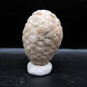 Genuine Silurian Age Holocystites Cystoid from Indiana for Sale #41