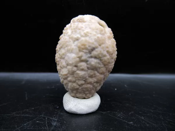 Genuine Silurian Age Holocystites Cystoid from Indiana for Sale #41