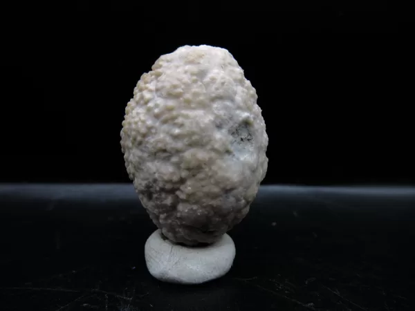 Genuine Silurian Age Holocystites Cystoid from Indiana for Sale #41a