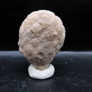 Genuine Silurian Age Holocystites Cystoid from Indiana for Sale #42