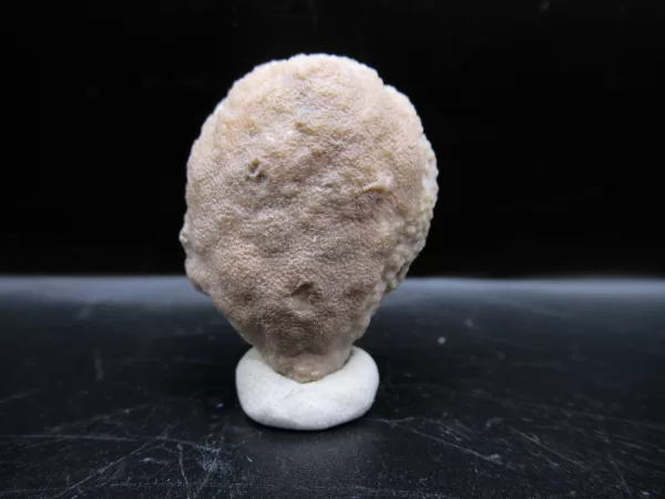 Genuine Silurian Age Holocystites Cystoid from Indiana for Sale #42