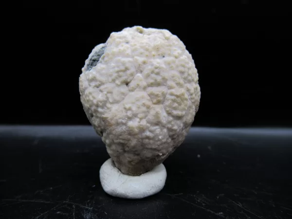 Genuine Silurian Age Holocystites Cystoid from Indiana for Sale #42a