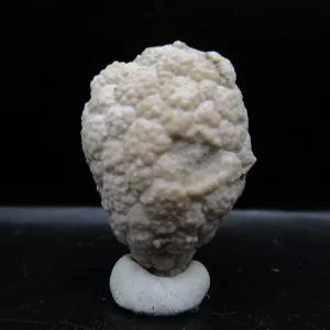 Genuine Silurian Age Holocystites Cystoid from Indiana for Sale #43