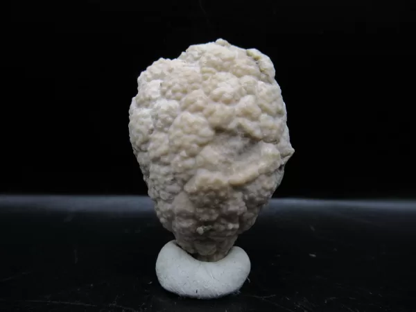 Genuine Silurian Age Holocystites Cystoid from Indiana for Sale #43