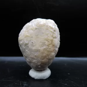 Genuine Silurian Age Holocystites Cystoid from Indiana for Sale #44