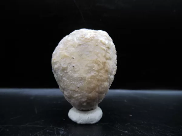 Genuine Silurian Age Holocystites Cystoid from Indiana for Sale #44