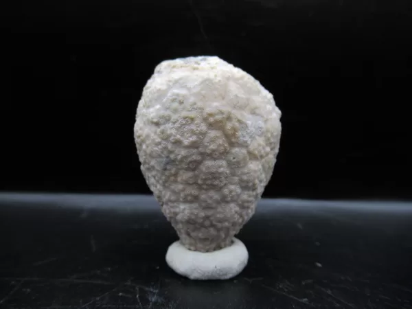 Genuine Silurian Age Holocystites Cystoid from Indiana for Sale #44a