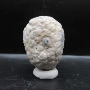 Genuine Silurian Age Holocystites Cystoid from Indiana for Sale #45