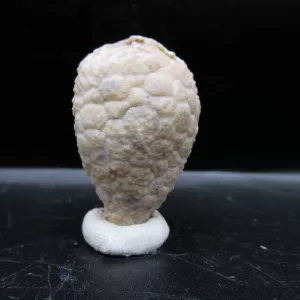 Genuine Silurian Age Holocystites Cystoid from Indiana for Sale #49