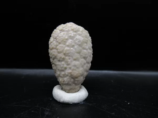 Genuine Silurian Age Holocystites Cystoid from Indiana for Sale #49a