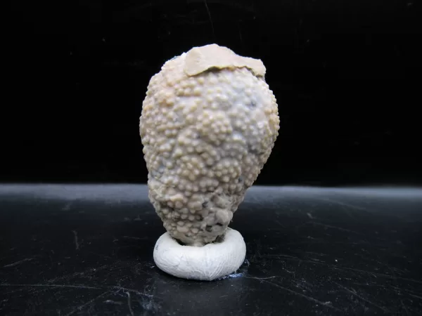 Genuine Silurian Age Holocystites Cystoid from Indiana for Sale #52