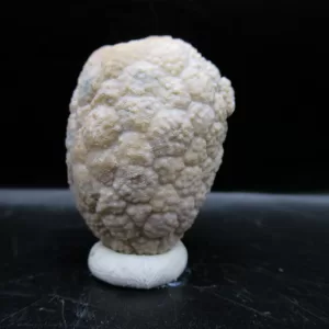 Genuine Silurian Age Holocystites Cystoid from Indiana for Sale #53