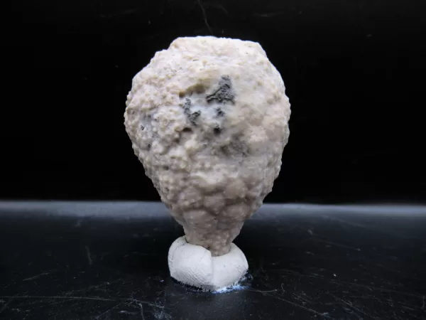 Genuine Silurian Age Holocystites Cystoid from Indiana for Sale #54