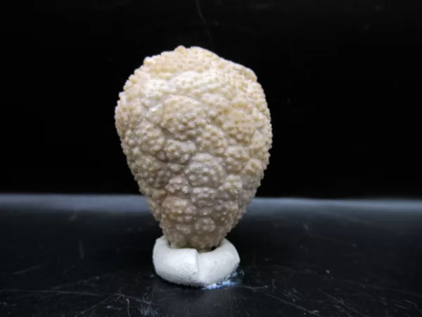 Genuine Silurian Age Holocystites Cystoid from Indiana for Sale #55a