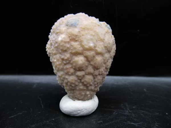 Genuine Silurian Age Holocystites Cystoid from Indiana for Sale #57