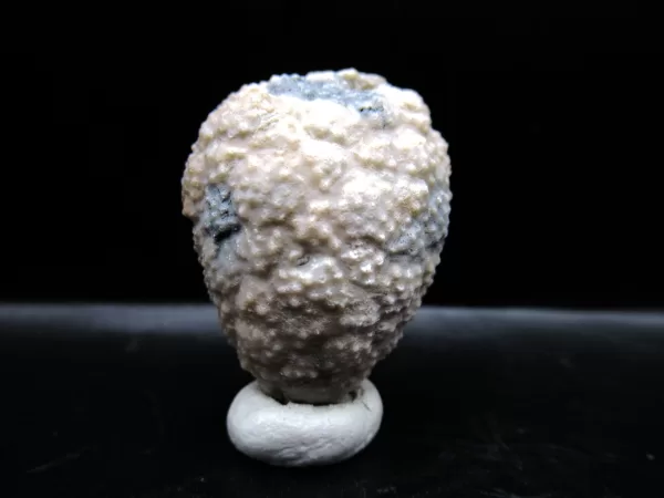 Genuine Silurian Age Holocystites Cystoid from Indiana for Sale #57a