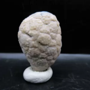 Genuine Silurian Age Holocystites Cystoid from Indiana for Sale #58