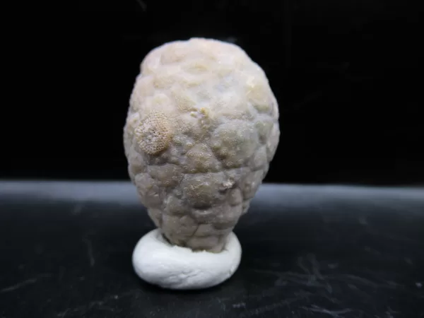 Genuine Silurian Age Holocystites Cystoid from Indiana for Sale #58a