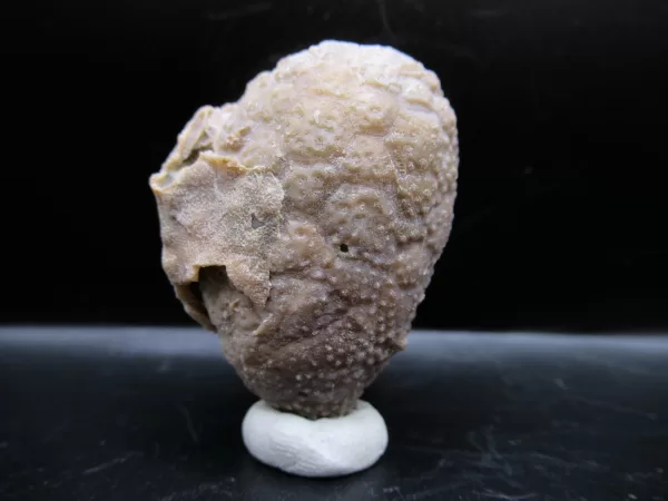 Genuine Silurian Age Holocystites Cystoid from Indiana for Sale #60