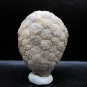 Genuine Silurian Age Holocystites Cystoid from Indiana for Sale #61