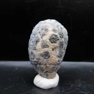 Genuine Silurian Age Holocystites Cystoid from Indiana for Sale #62