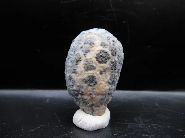 Genuine Silurian Age Holocystites Cystoid from Indiana for Sale #62