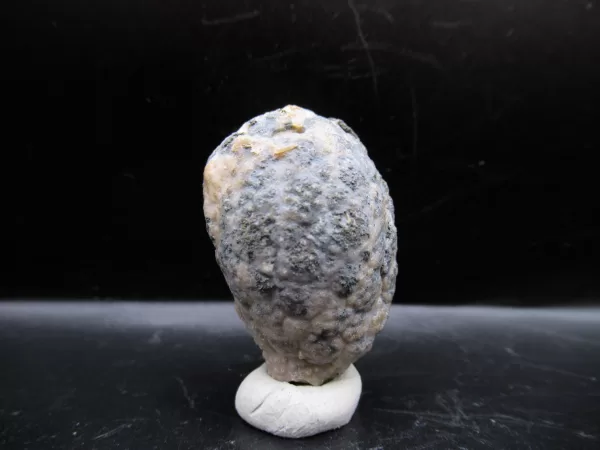 Genuine Silurian Age Holocystites Cystoid from Indiana for Sale #62a